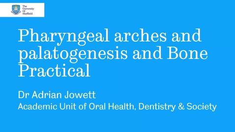 Thumbnail for entry Pharyngeal arches and bone practical with link