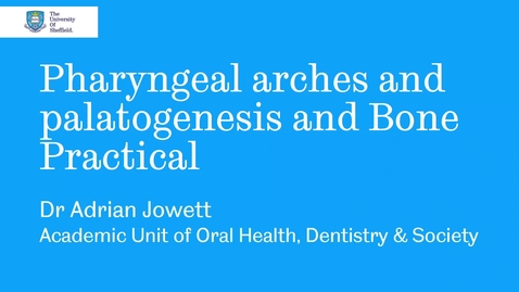 Thumbnail for Pharyngeal arches and bone practical with link