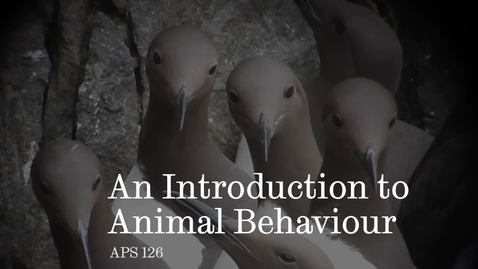 Thumbnail for entry An introduction to Animal Behaviour with Professor Tim Birkhead.