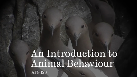 Thumbnail for An introduction to Animal Behaviour with Professor Tim Birkhead.