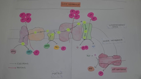 Thumbnail for Aerobic Respiration