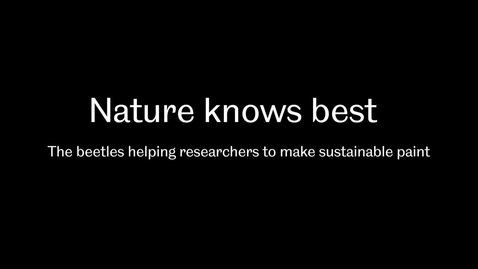 Thumbnail for Nature knows best: The beetles helping researchers to make sustainable paint