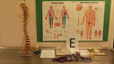 Thumbnail for Neuro Station E