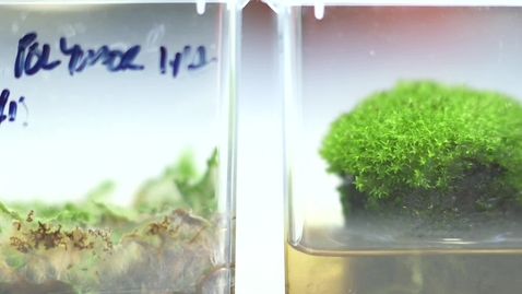 Thumbnail for How Plants Changed Earth's History