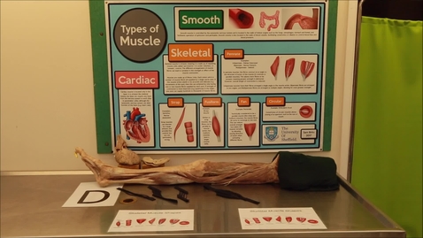 Thumbnail for Musculoskeletal station D