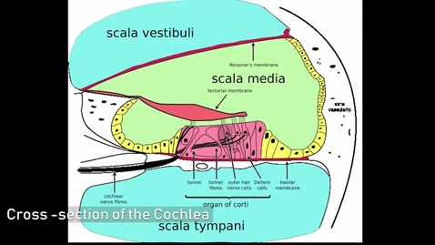 Thumbnail for Overview of the Ear