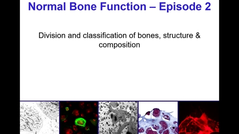 Thumbnail for Normal Bone Function - Episode 2