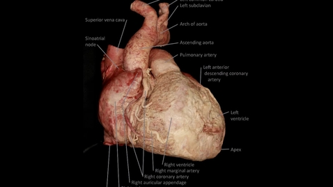 Thumbnail for Heart: vertical rotation