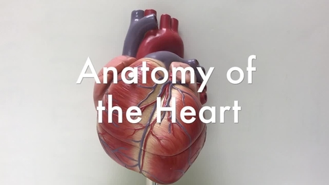 Thumbnail for entry The Anatomy of the Heart