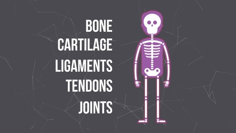 Thumbnail for entry What is the Musculoskeletal System?