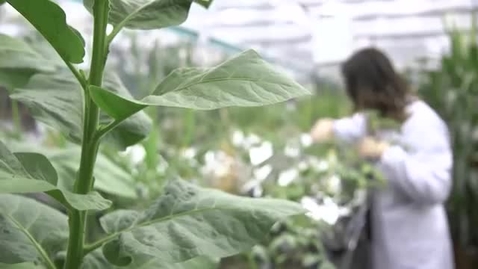 Thumbnail for Showcasing our Plant Production &amp;amp; Protection (P3) Facilities