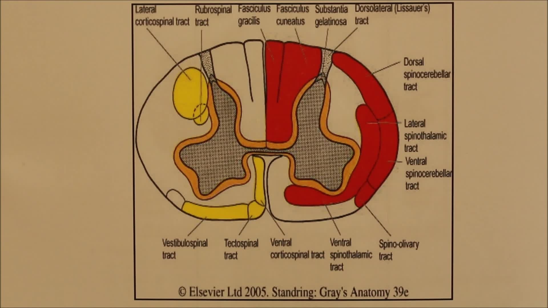 23 L Sensory Pathways Of The Spinal Cord The University Of Sheffield Kaltura Digital Media Hub
