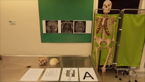 Thumbnail for Musculoskeletal station A