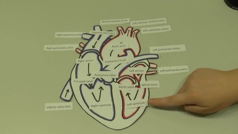 Thumbnail for The Heart