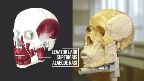 Thumbnail for Applying the Muscles of the Face