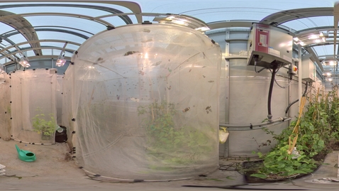 Thumbnail for Biosciences - Arthur Willis Environment Centre - Greenhouse 4