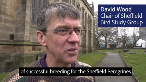 Thumbnail for Sheffield Peregrines 2018