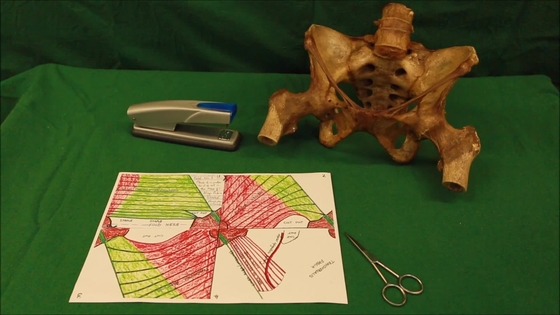 Inguinal canal function picture