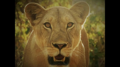 Thumbnail for Convivial conservation podcast: Mathew Bukhi Mabele, Wilhelm Kiwango, Dan Brockington (Episode 4)