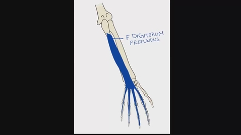 Thumbnail for entry Anatomy of the Anterior Forearm