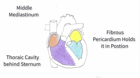 Thumbnail for Anatomy of Heart