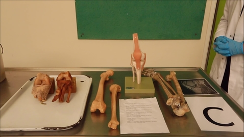Thumbnail for Musculoskeletal station C