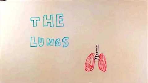 Thumbnail for entry The Lungs