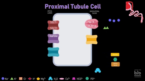 Thumbnail for entry Molecular Basis of Transport in the Kidney