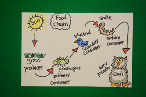 Preview of Let's Draw a Food Chain!