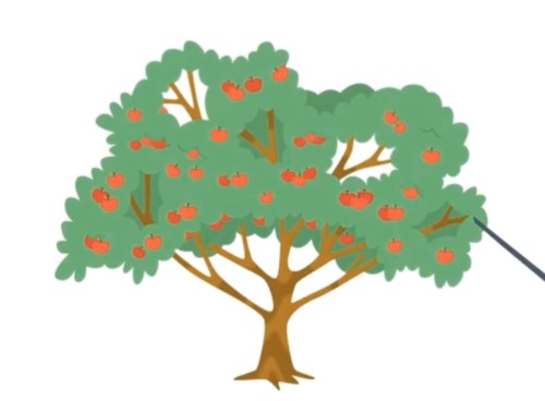 Preview of Plant Structure and Cycle Collection