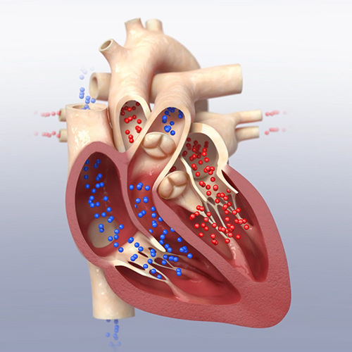 Preview of Downloadable Video: Animated 3D Beating Heart