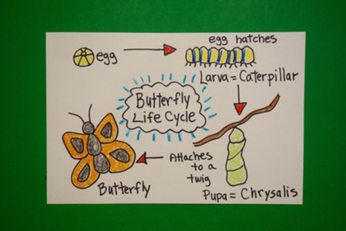 Preview of Let's Draw the Life Cycle of a Butterfly!