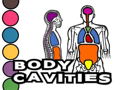 Body Cavities- PPT, Notes Worksheet &amp; Activity Page! Distance Learning ...