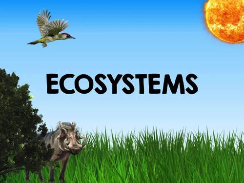 Preview of Ecosystems Video about carnivores, herbivores, omnivores, food chains, & more!