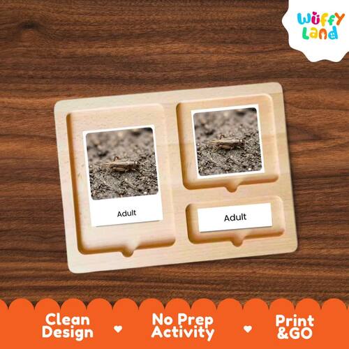 Cricket Life Cycle Flashcards - Montessori 3-Part Cards Activity Printable
