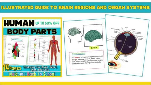 Human Body Systems Worksheets by Easy Education Project | TPT