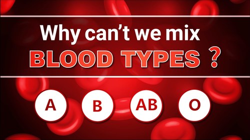 Why can't we mix Blood Types? | Science Curiosity | Letstute by Letstute