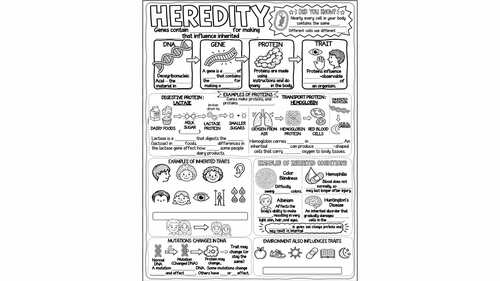 Heredity Doodle Notes & Quiz + Slides | DNA, Genes, Proteins, Traits, Mutations