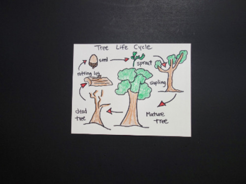 Preview of Let's Draw a TREE Life Cycle!