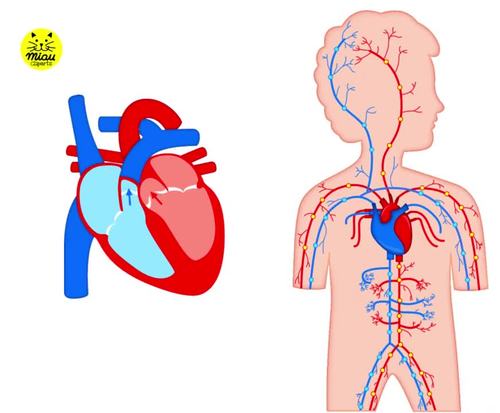 circulatory system for kids animation