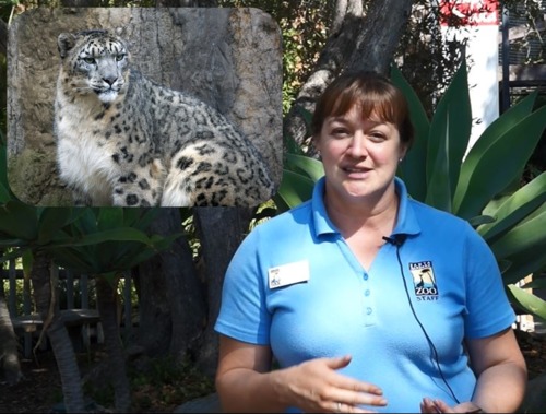 Preview of Animal Chat: Snow Leopard Edition