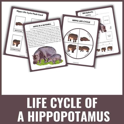 Life cycle of a Hippopotamus animals science unit study with fun facts!