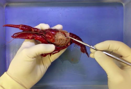 Preview of Crayfish Video Dissection Tutorial + Lab Procedure PDF
