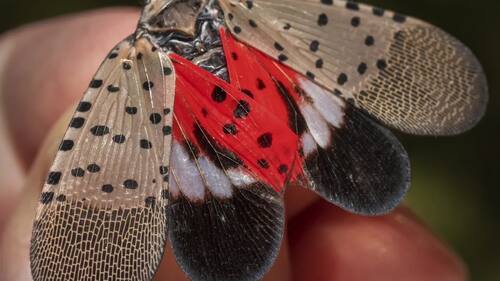 Preview of Spotted Lanternfly IPM