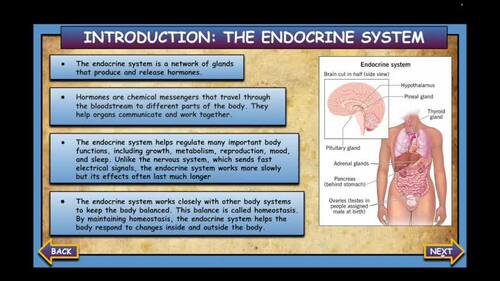 The Endocrine System Lesson Bundle: PPT. Article.Test.Body Systems MS-LS1-3