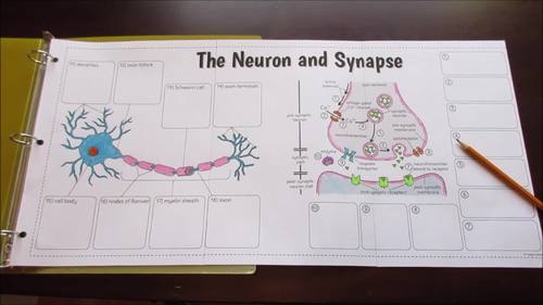 Neuron and Synapse - Big Foldable for Interactive Notebooks or Binders