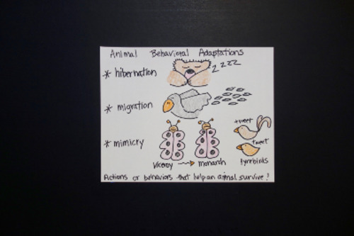 Preview of Let's Draw Animal Adaptations!
