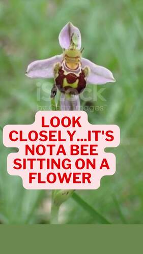 PLANT REPRODUCTION - PowerPoint, Notes & AP Biology Review Questions (MCQs)