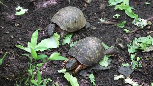 Preview of Box Turtles Eating Video Example Observation Science Zoology Reptiles