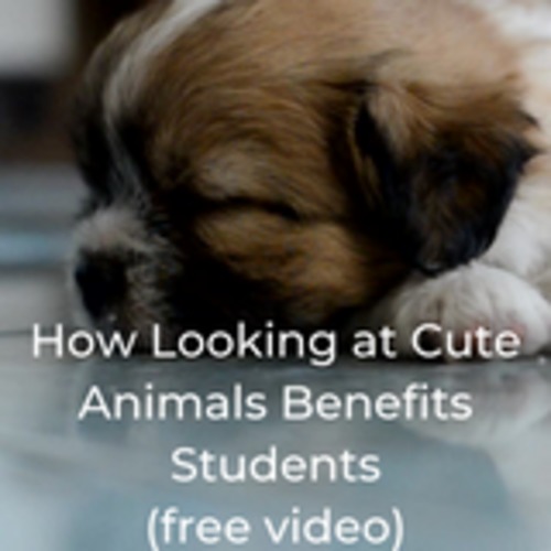 How Looking at Cute Animals Benefits Students Video by Stress Less